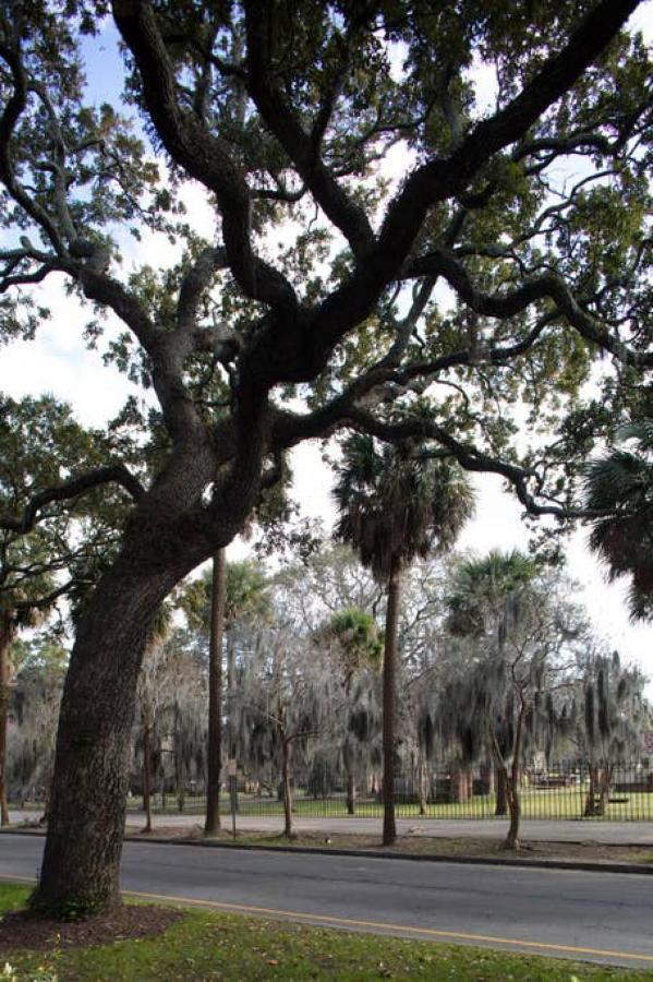 Vila Newly Renovated 4 Bed 3 Bath And 2 Parking Spots Savannah Exteriér fotografie